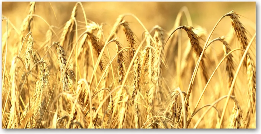 Üvegpanel konyhába Gabona 140x70 cm Ragasztó