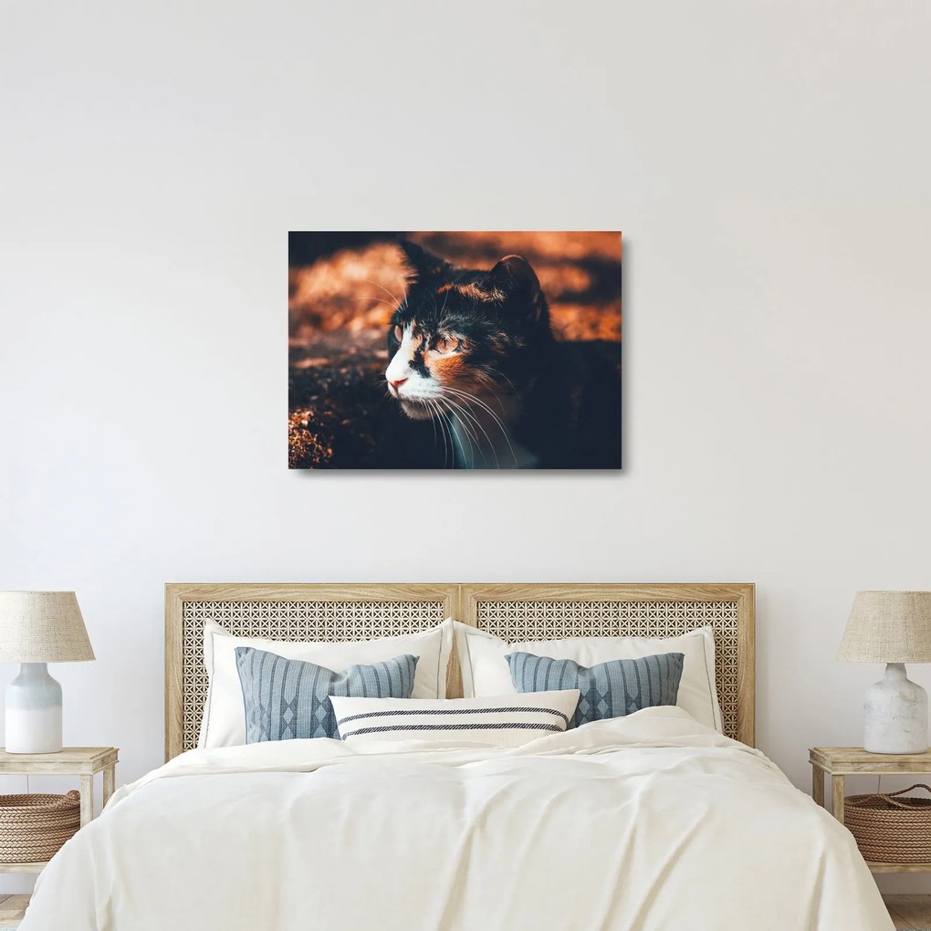 Kép - A macska látképe (üvegen) (70x50 cm)