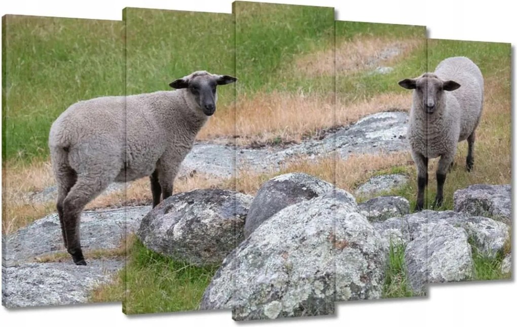 Vászonkép 100x60 Juh legeltetés Bárányok