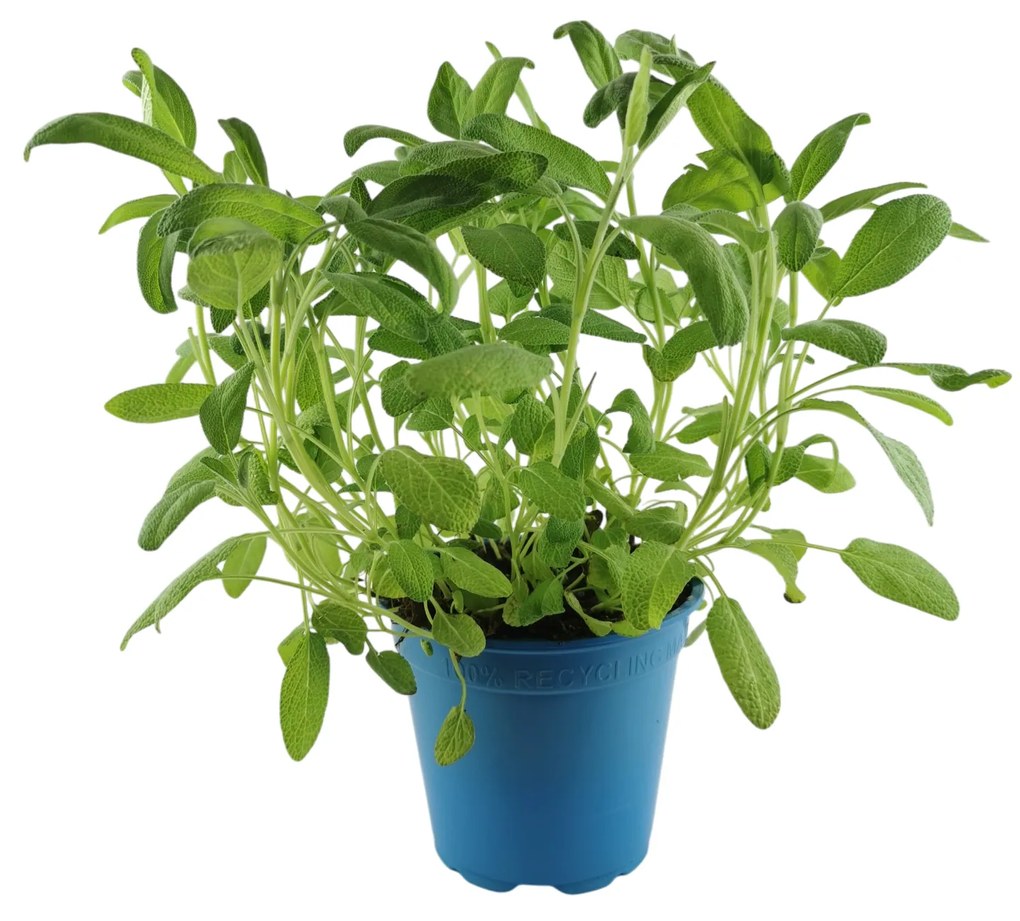 FŰSZERNÖVÉNY ZSÁLYA CS:13 CM SALVIA OFFICINALIS