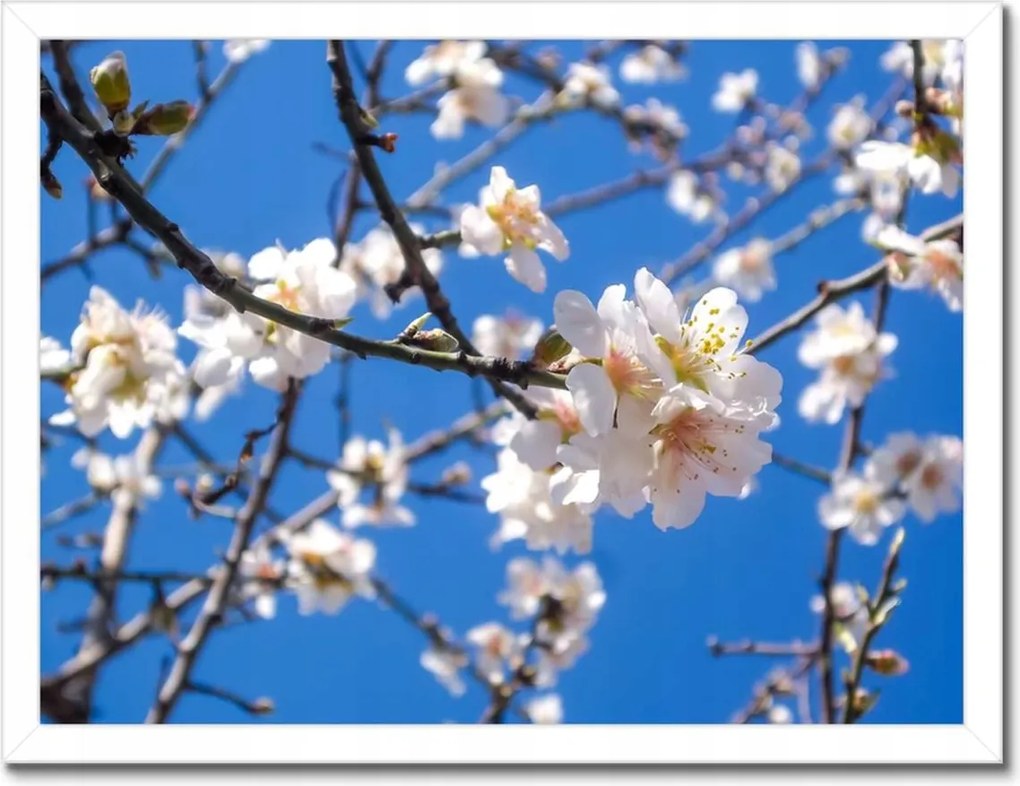 Poszterek keretben 40x30 Almafa virág