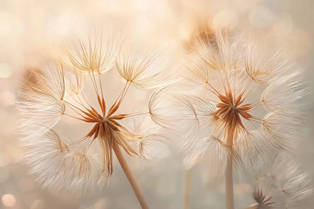 Fotótapéta Flizelina Növényzet Virágok Pitypang Makro Boho 152,5x104 ragasztó