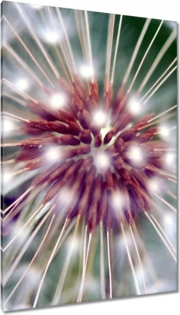 Vászonkép 80x120 Pitypang Virág Virágok