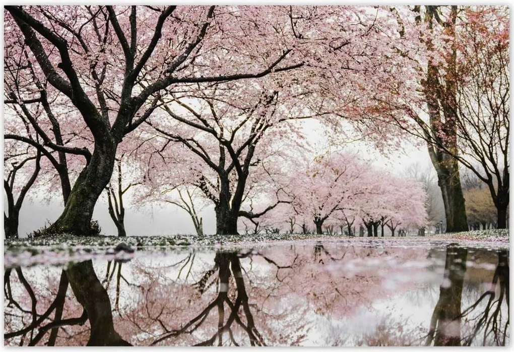 Poszterek 185x125 Fa Fák Kilátás