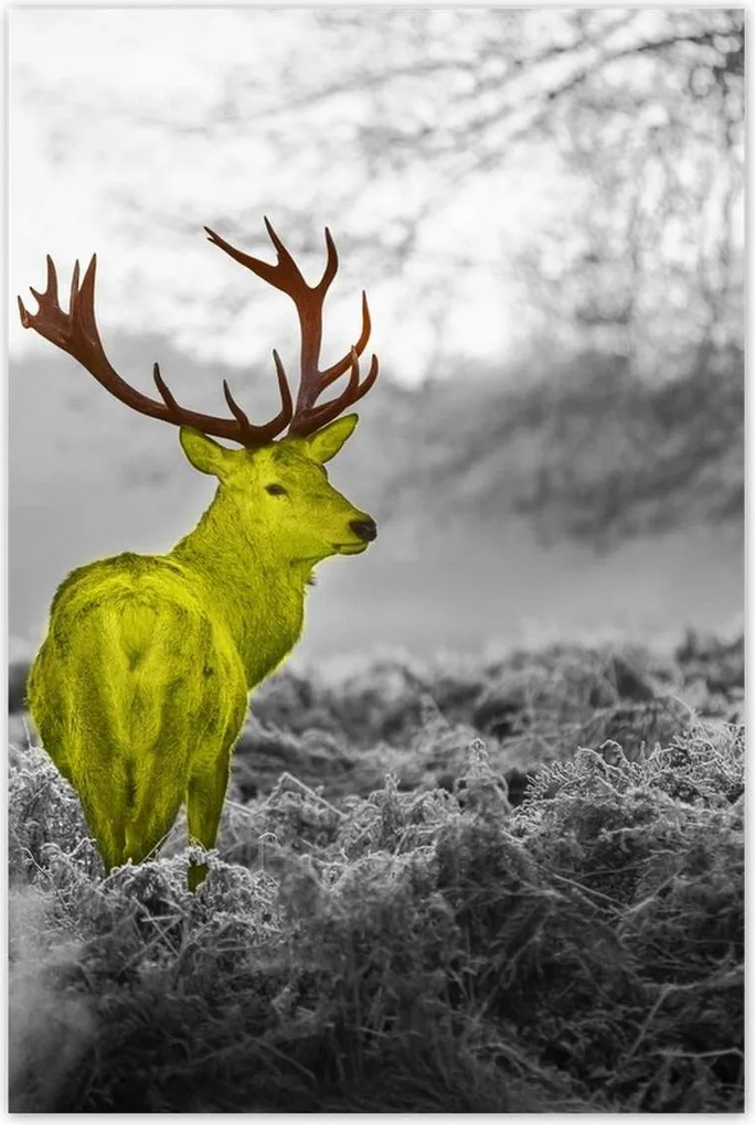 Poszterek 80x120 Sárga szarvas Erdő Tájkép