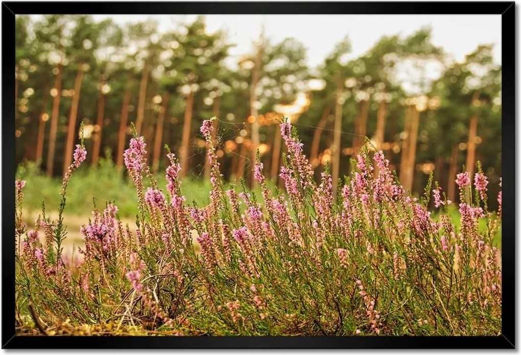 Poszterek keretben 60x40 Hanga pókhálóval fonva