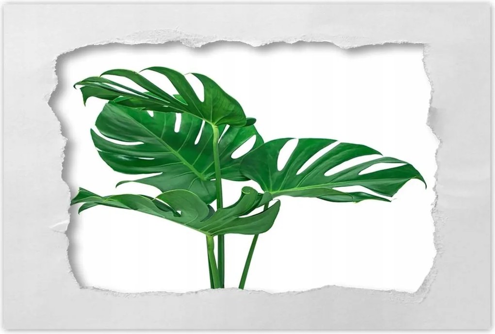 Poszter 60x40 Monstera Lyukas levelek