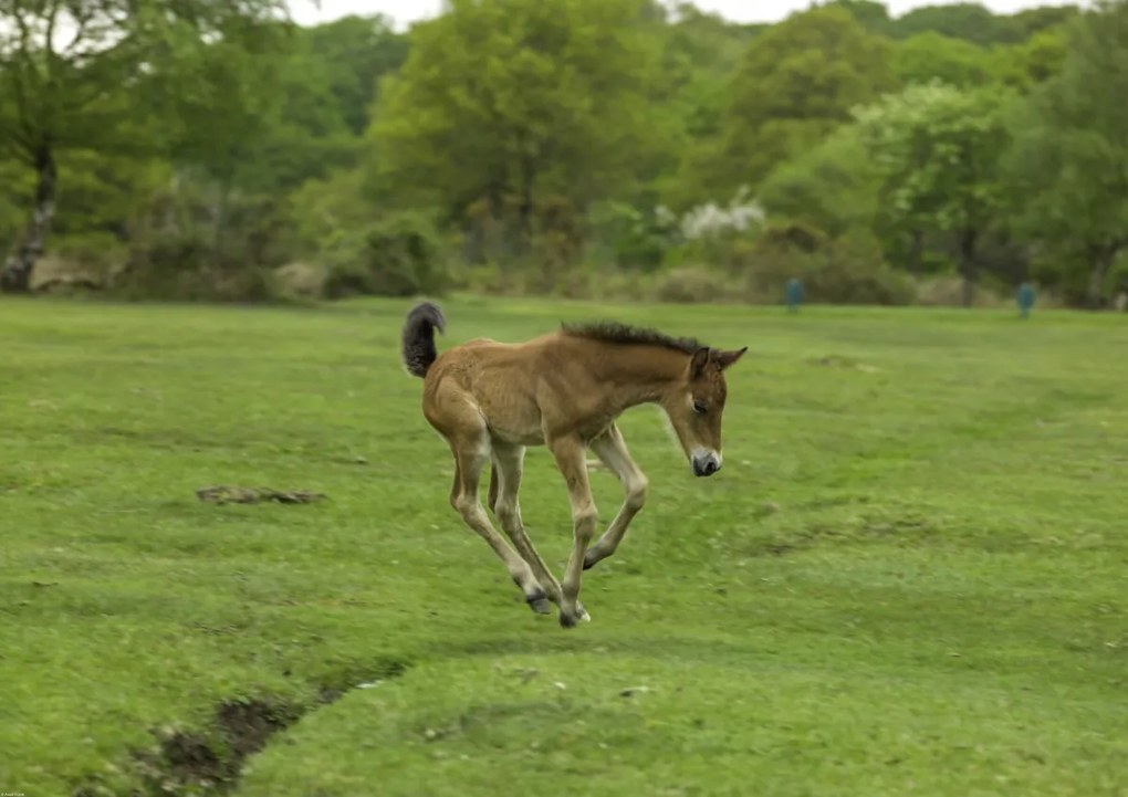 Poszter 84,1x59,4cm Csikó fut a mezőn, Assaf Frank