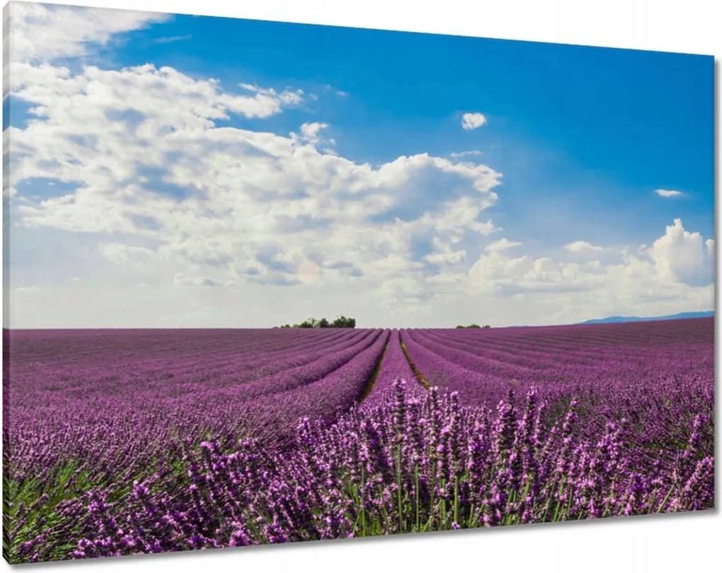Vászonkép 100x70 Levendulamező Levendula