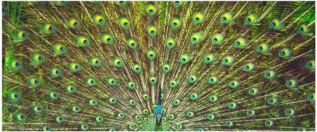 Kép - Páva (120x50 cm)