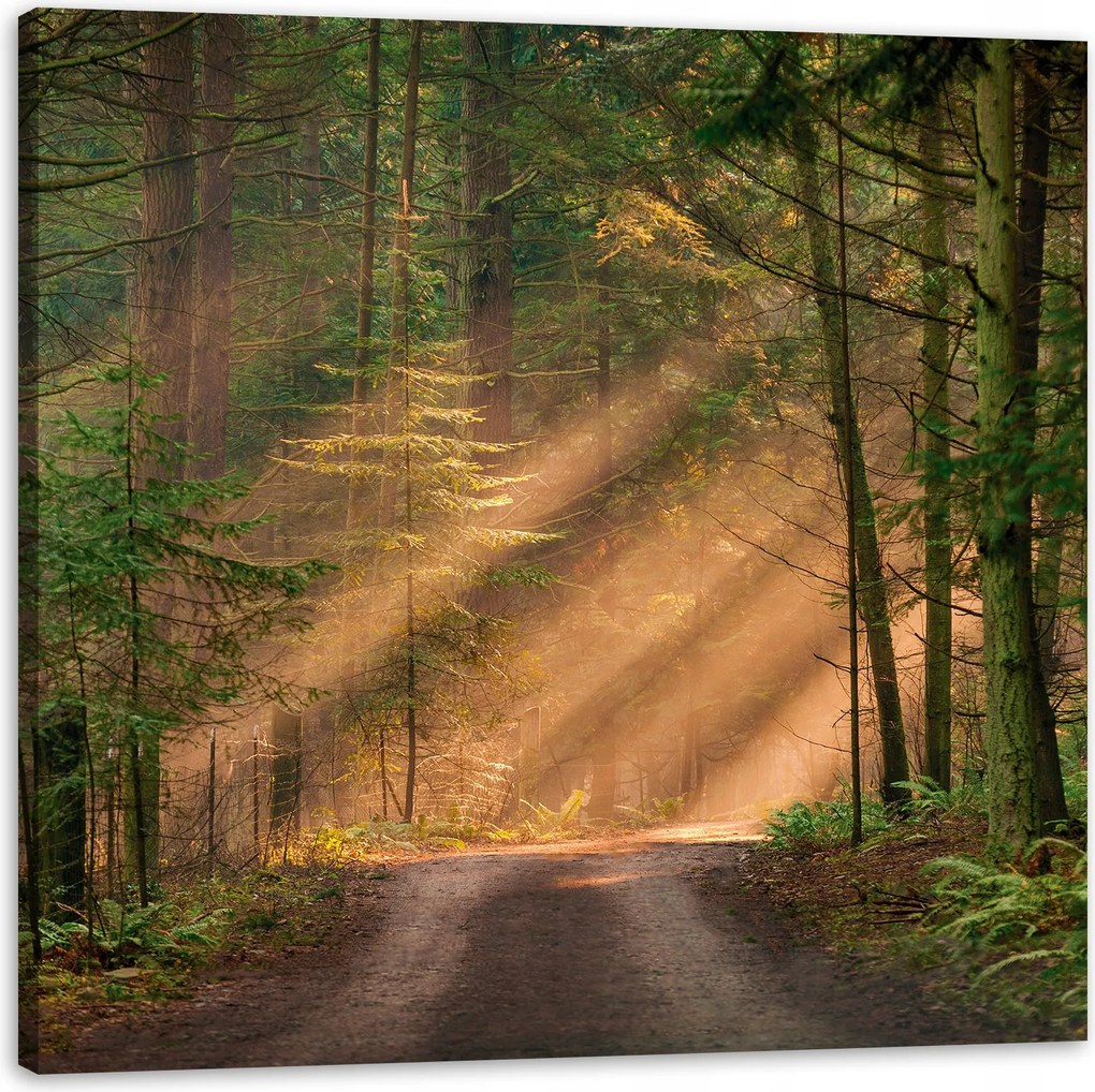Vászonkép Ösvény az erdőben Fák Természet 90X90 cm
