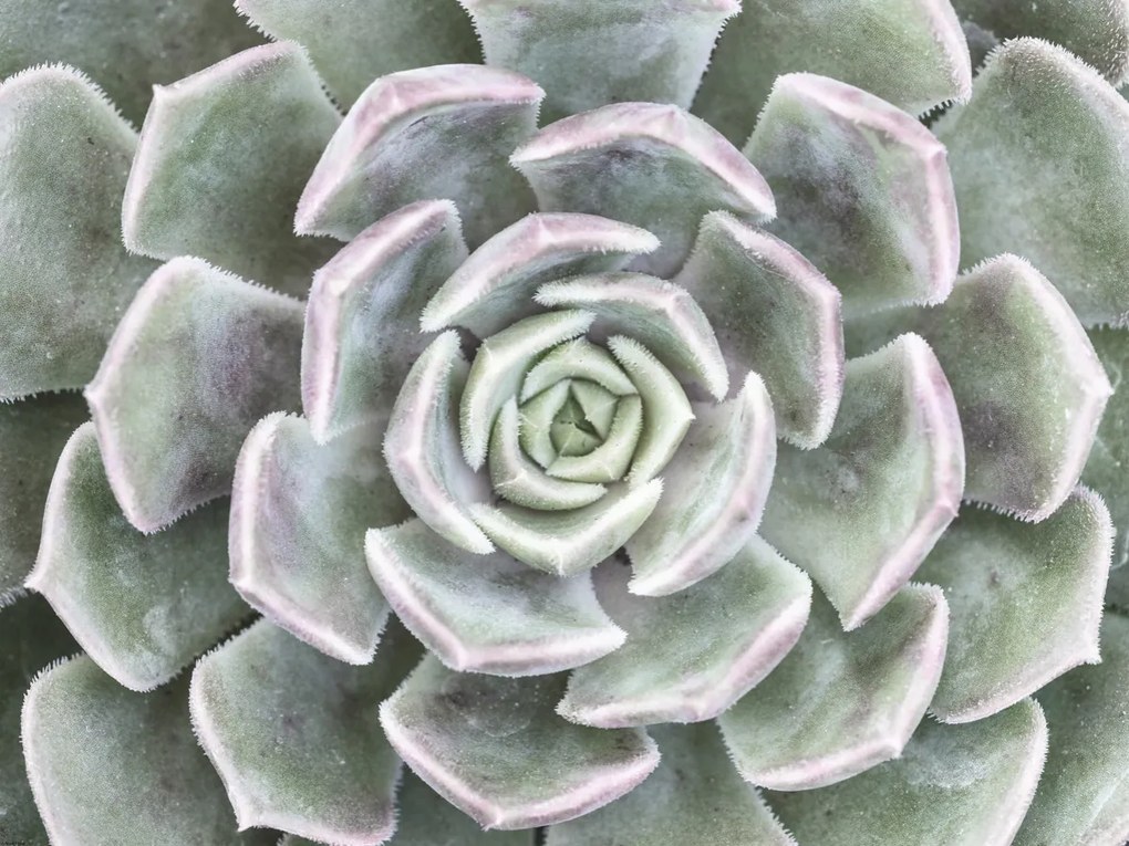 Poszter 80x60cm Pozsgás, Assaf Frank