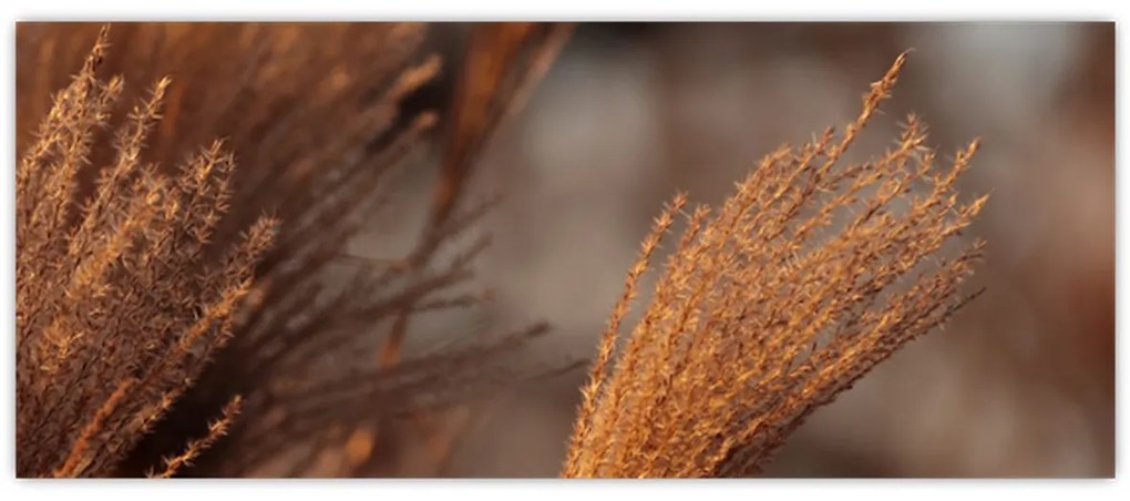 Kép - Cortaderia (120x50 cm)