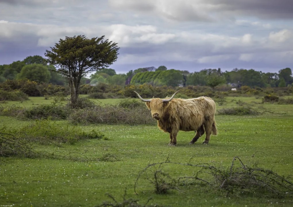 Poszter 42x29,7cm Tehén a faluban 3, Assaf Frank