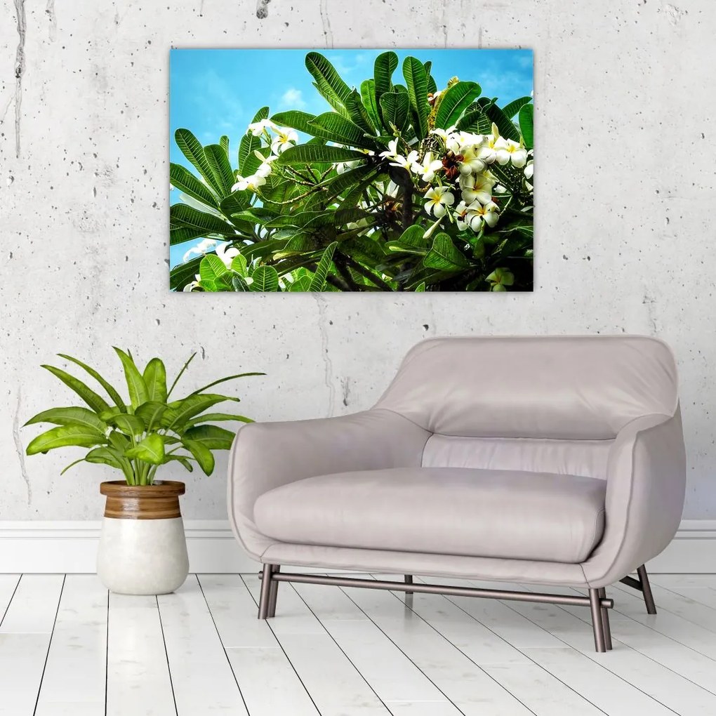 Kép - Plumeria (90x60 cm)