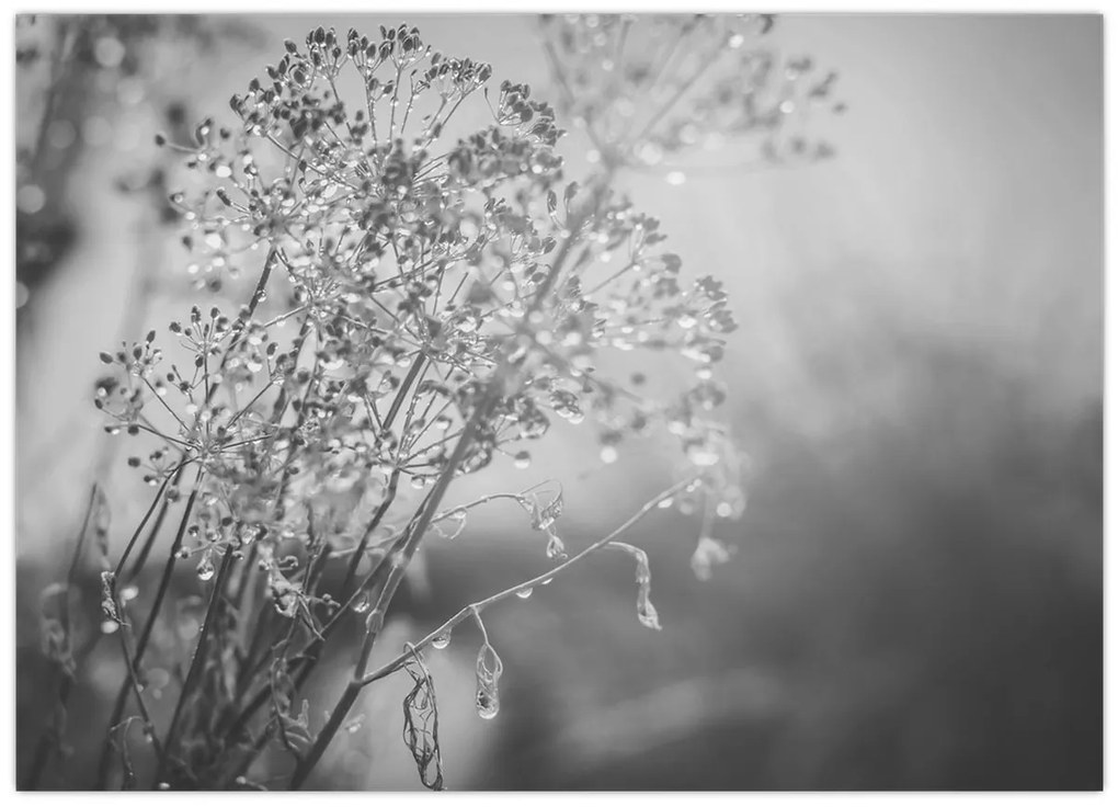 Kép - Mező az eső után (70x50 cm)