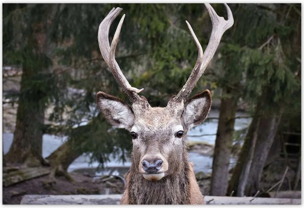 Poszterek 185x125 Szarvas agancs