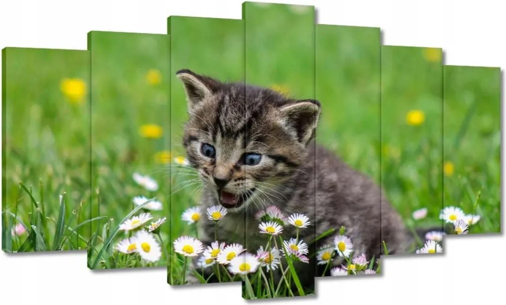 Vászonkép 140x80 Cica Macska