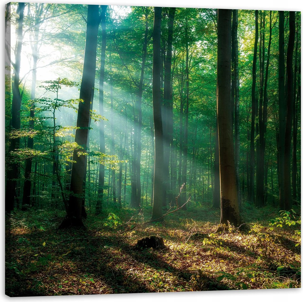 Vászonkép Erdő Fák Nap sugarai 40X40 cm Ideális ajándék