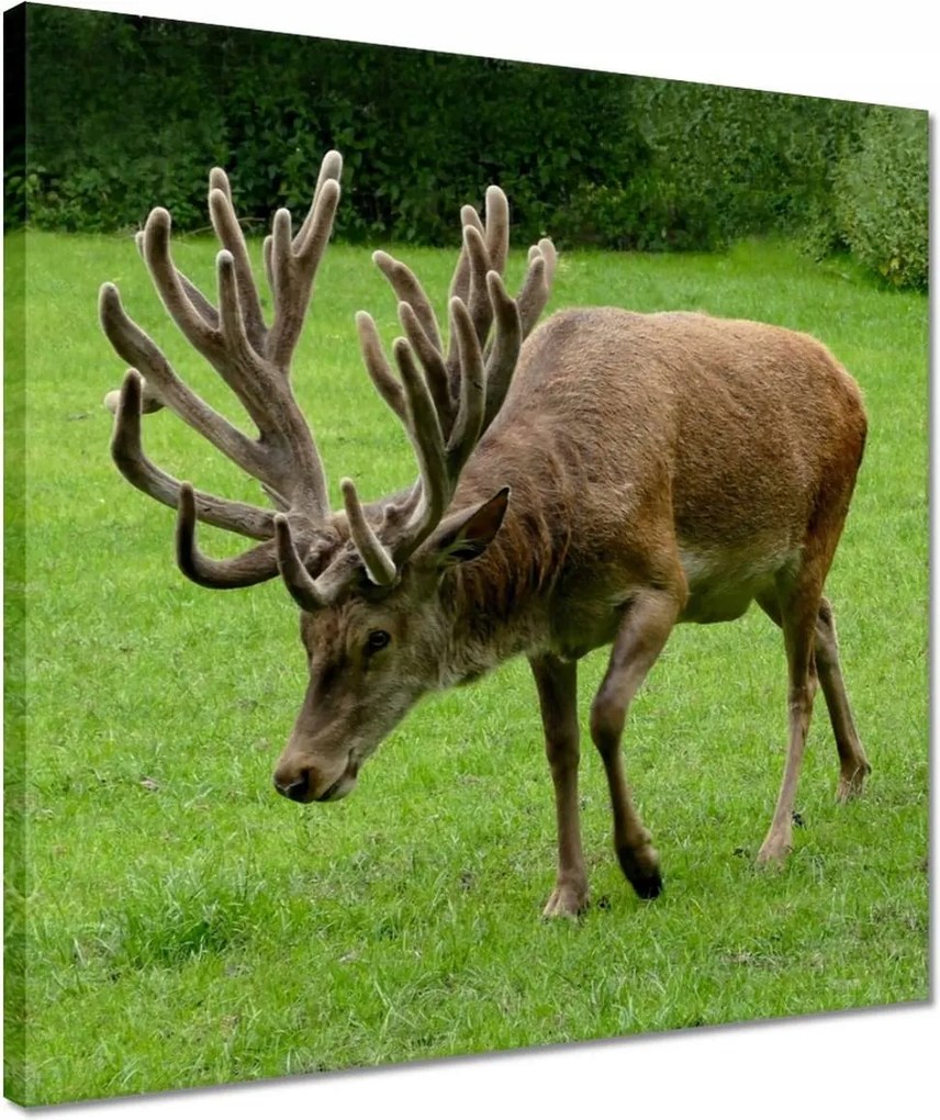 Vászonkép 40x40 Szarvas felszarvazott