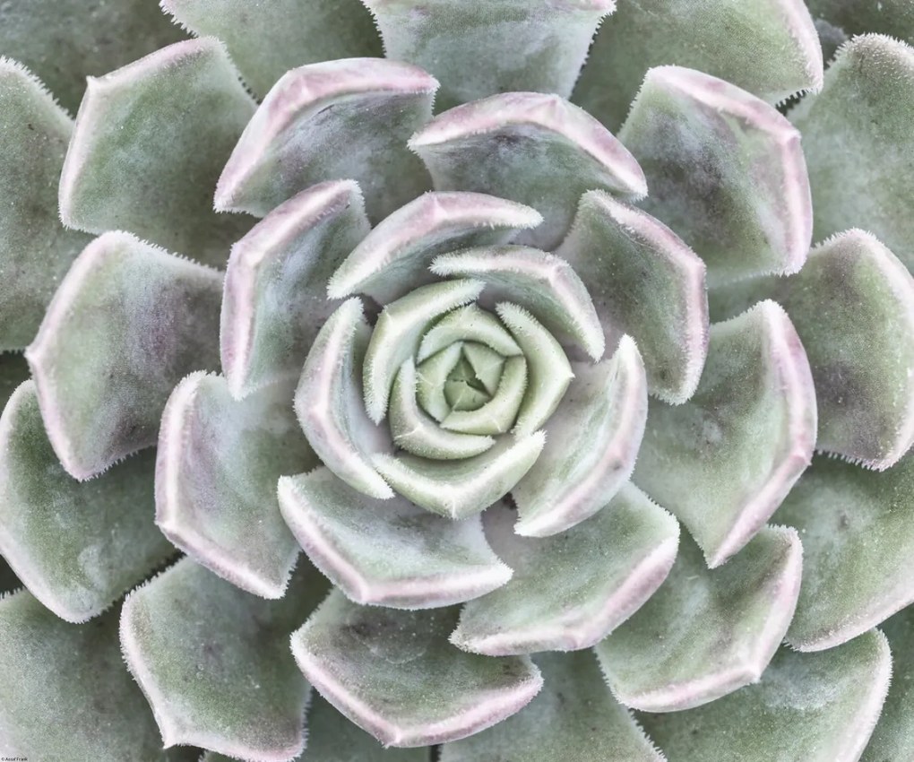 Poszter 60x50cm Pozsgás, Assaf Frank