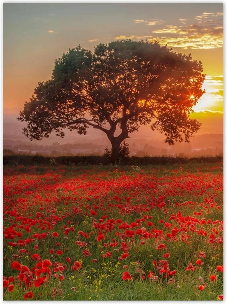 Poszterek 100x135 Pipacsok a mezőn Tájkép