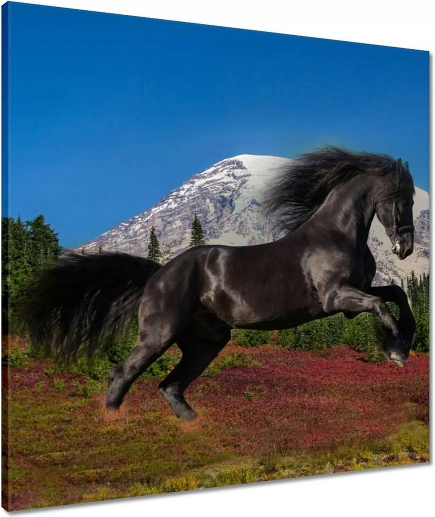 Vászonkép 60x60 Frizbi csődör Ló