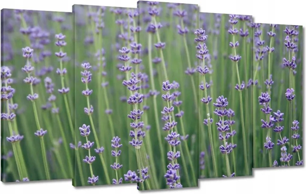 Vászonkép 100x60 Levendula világ