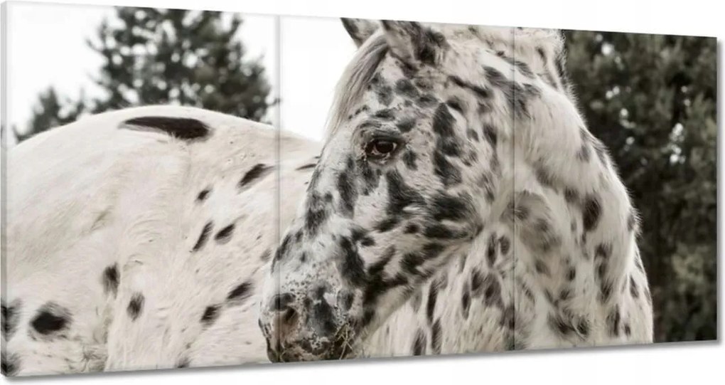 Vászonkép 60x30 Almás ló