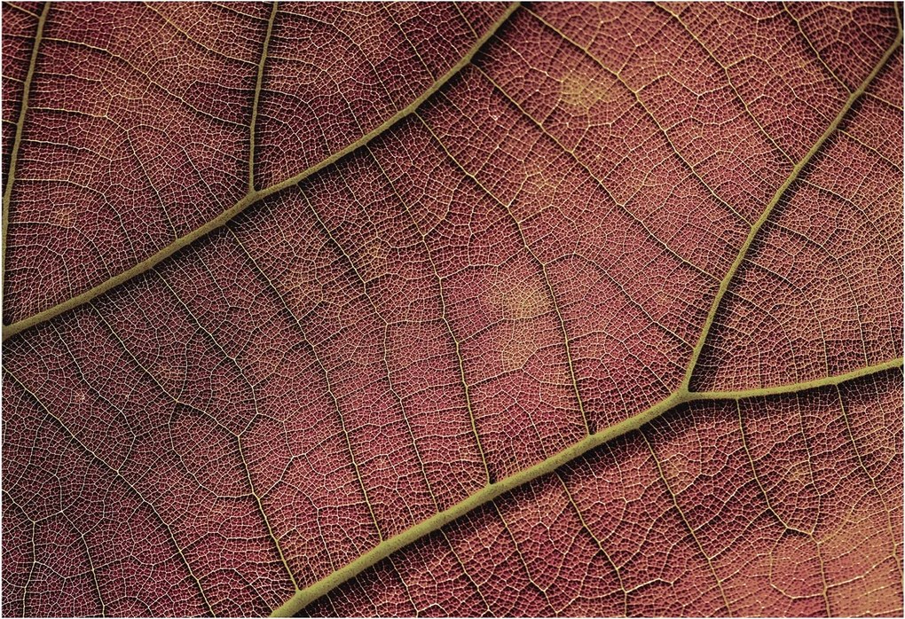 Stílusos Dekoratív fotótapéta Flizelin Leveles textúra 152x104