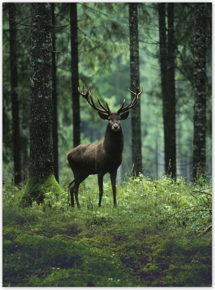 Poszterek 100x135 Szarvas az erdő közepén