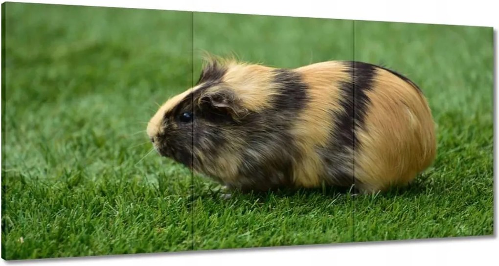 Vászonkép 180x90 Tengerimalac