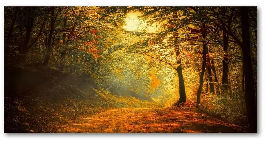 Üvegfotó Erdő ősszel cz-osh-100x50-f-60738927