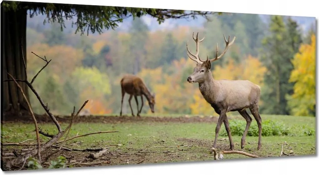 Vászonkép 115x55 Szarvas a szeretett szarvassal