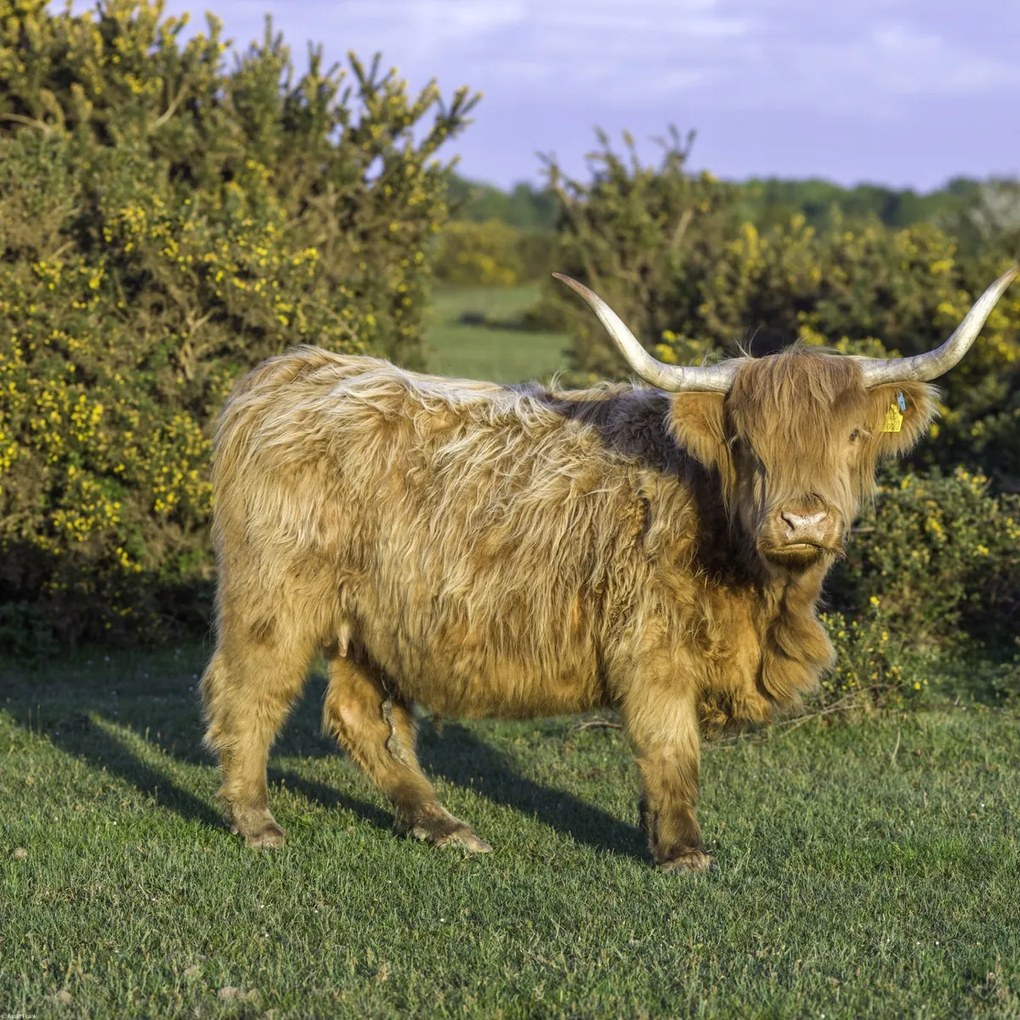 Poszter 50x50cm Tehén a faluban, Assaf Frank