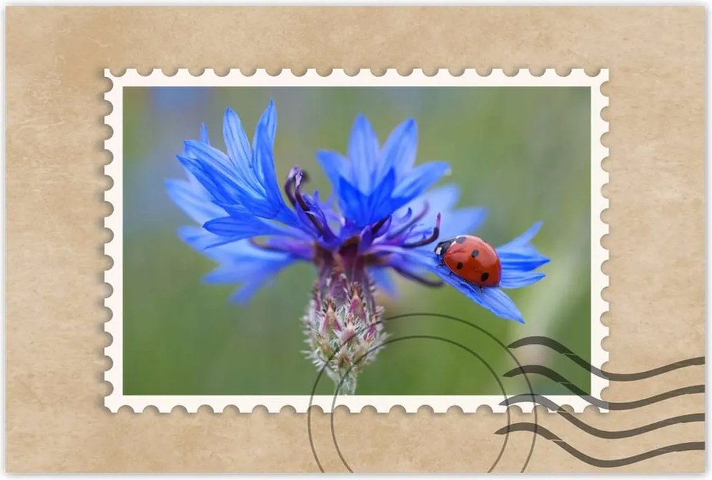 Poszter 60x40 Haber katicabogárral