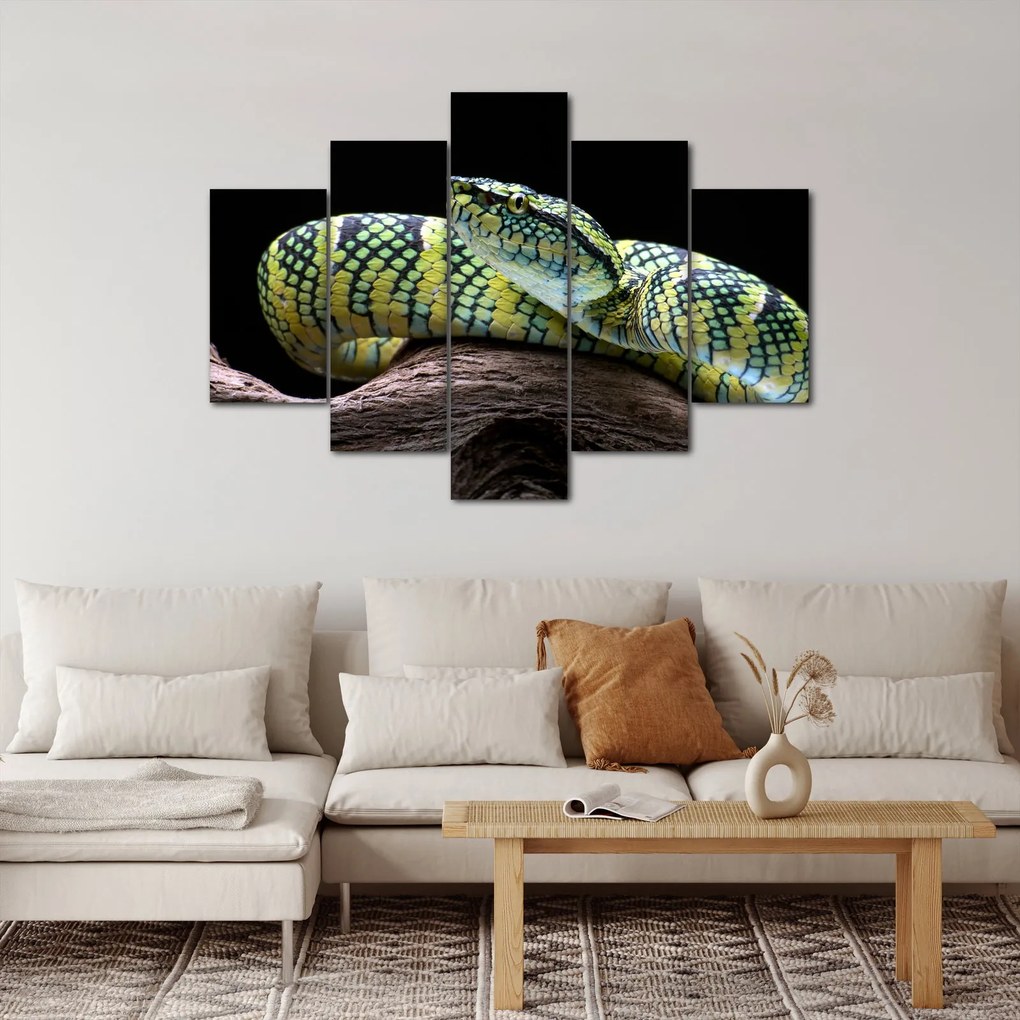 Kép - Wagler csörgőkígyó (150x105 cm)