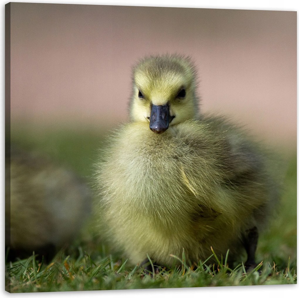 Vászonkép Állatok Kacsa 90x90 cm