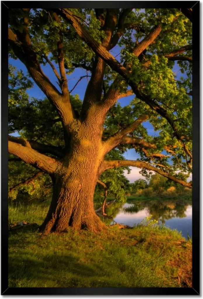 Poszterek keretben 40x60 Tölgy a croissant-ban