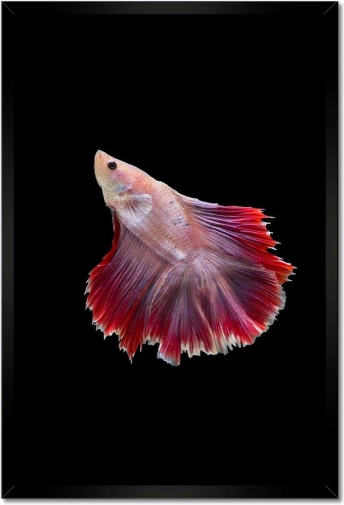 Poszterek keretben 40x60 Vörös sziámi hal