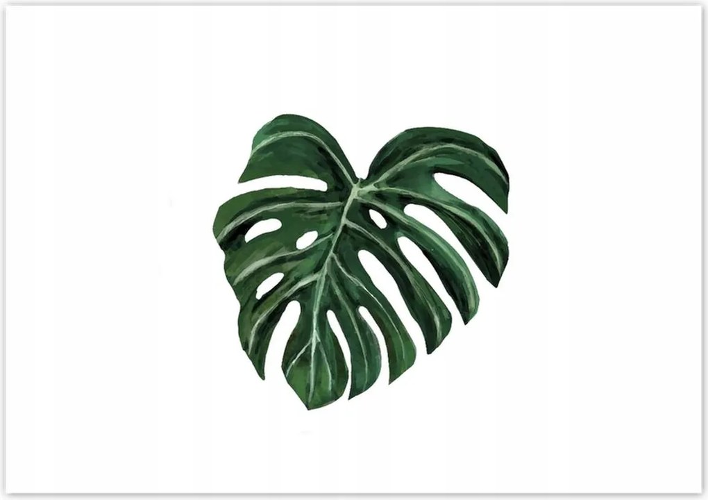 Poszterek 100x70 Monstera deliciosa Levél
