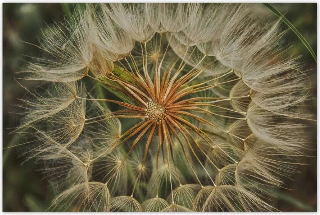 Poszterek 120x80 Pitypang Virág Virágok