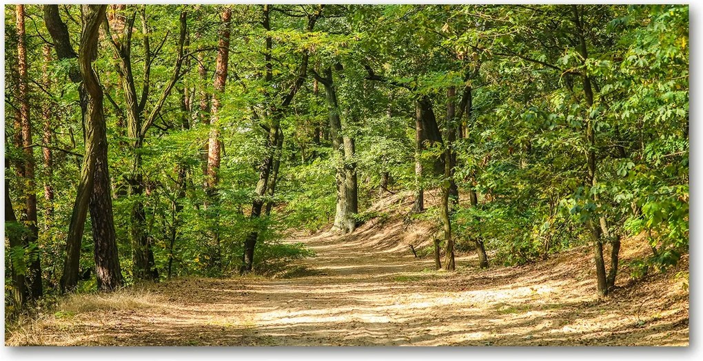 Konyhai panel Erdei ösvény 140x70 cm Ragasztó