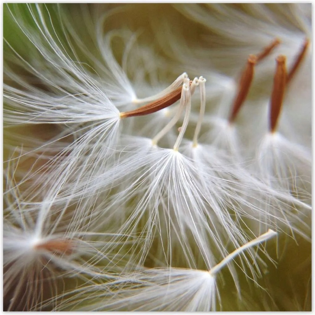 Poszterek 100x100 Pitypang Virág Virágok