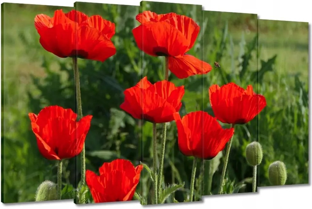 Vászonkép 150x95 Pipacs Virágok