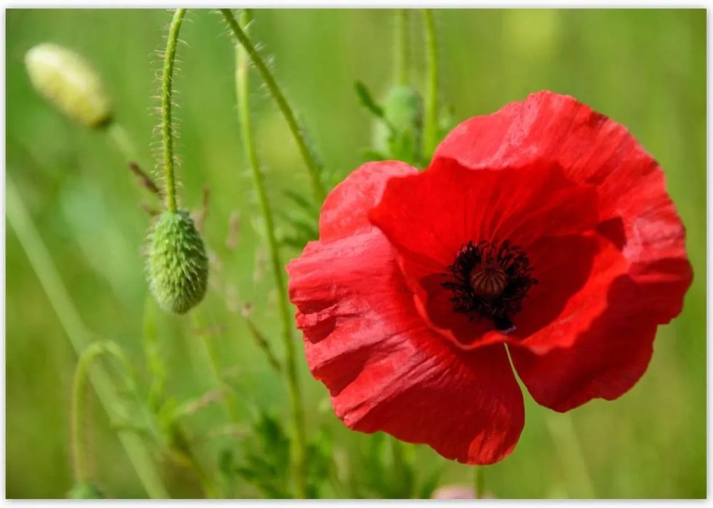 Poszterek 100x70 piros mezei pipacs