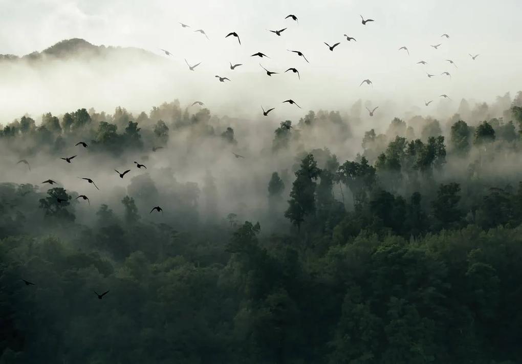 Fotótapéta - Madarak, erdő és köd (152,5x104 cm)