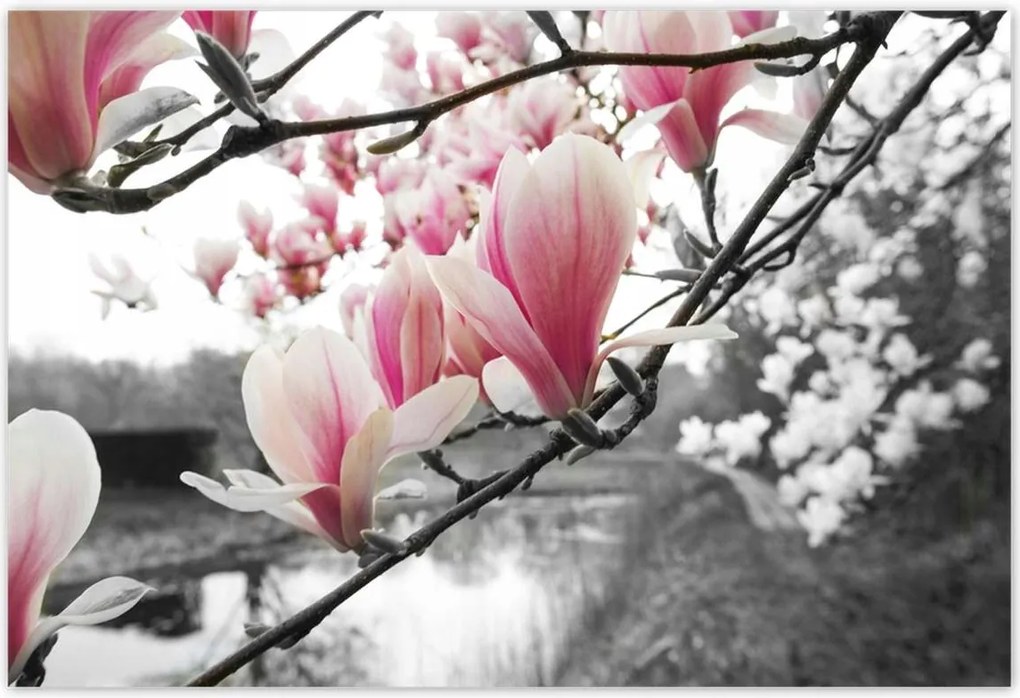 Poszterek 185x125 Magnólia Virágok