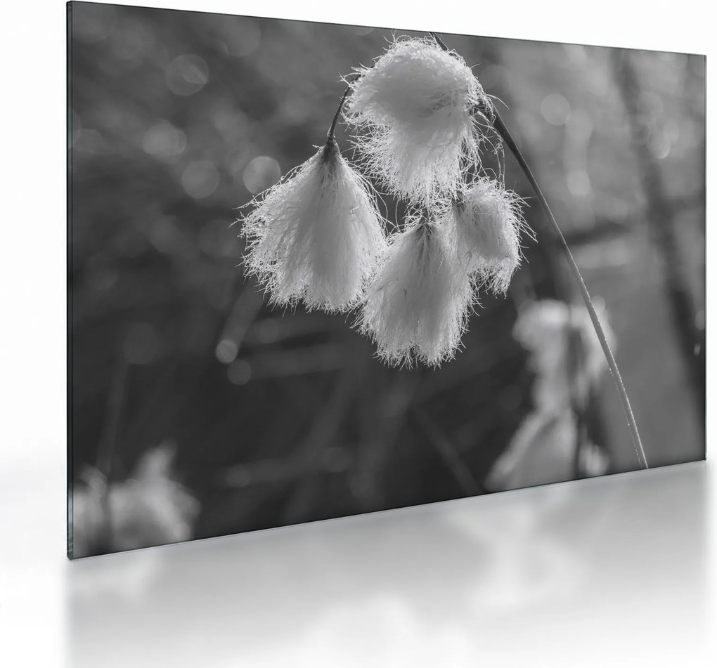 Üveg kép - Cottongrass (70x50 cm)