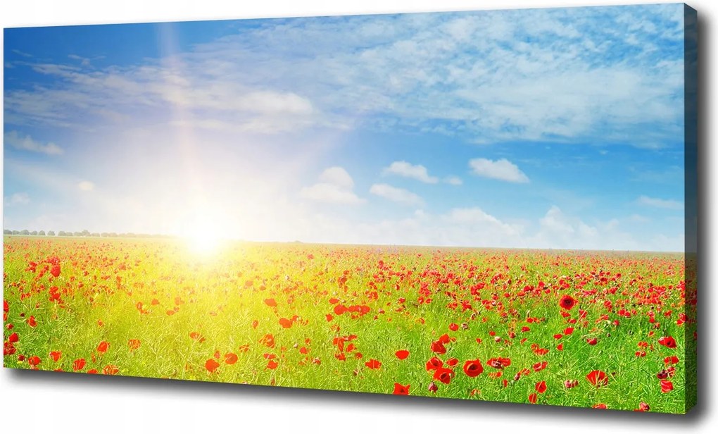 Canvas falikép Pipacsok mező 100x70 cm